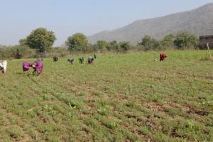  खेत में चने का साग तोड़ने गईं चार नाबालिग लड़कियां संदिग्ध परिस्थितियों में लापता, पांच टीमें गठित