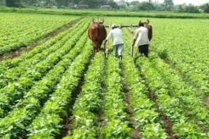 हल्द्वानी: खेती का रकबा घटा लेकन पैदावार बढ़ी