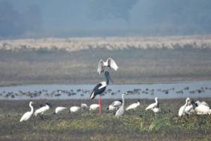 Etawah: चंबल क्षेत्र में आने लगे प्रवासी पक्षी, मार्च के महीने तक करेंगे निवास, क्षेत्र का बढ़ा प्राकृतिक सौंदर्य 