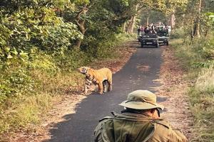 पीलीभीत: वाहनों के बीच घेर लिया बाघ...दो नेचर गाइड और दो चालक निलंबित