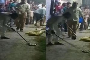 Budaun: लाठी से पीटकर सांप की ली जान, वीडियो वायरल होने के बाद दो युवकों पर FIR