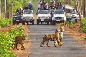 अच्छी खबरः कोटाबाग से जंगल सफारी शुरू पर्यटन को मिलेगा बढ़ावा 