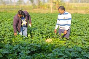 मुरादाबाद : मौसम के बदले मिजाज से आलू की फसल में बीमारी का खतरा, जिला कृषि अधिकारी ने खेतों का किया निरीक्षण 