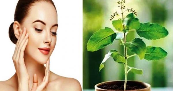 Skin Care Tips: पिंपल्स से हैं परेशान तो तुलसी के पत्तों का ऐसे करें इस्तेमाल, खिल उठेगा चेहरा - Amrit Vichar