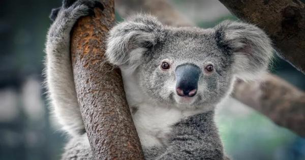 Ecologist and conservation biologist warn ecosystems, concerted efforts needed to save endangered species in Australia