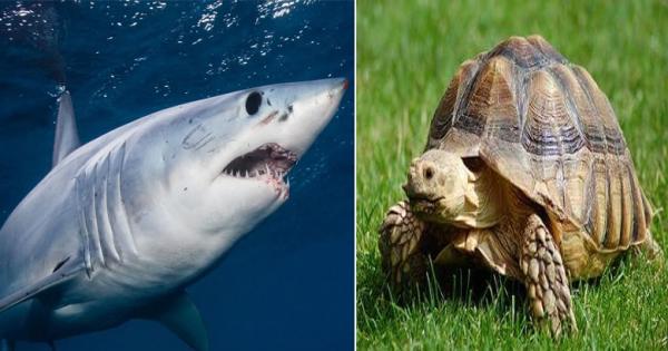 Wildlife conference boosts conservation of sharks and turtles