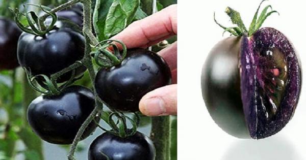 Story of Purple Tomato… Expected to be sold in America by 2023